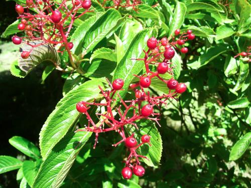 Viburnum sieboldii - Wiecher Huisman
