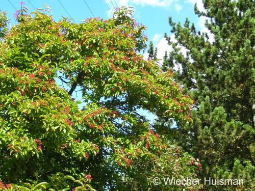Viburnum sieboldii - Wiecher Huisman